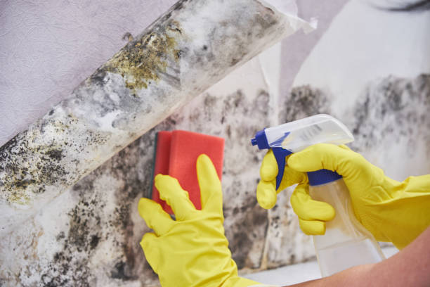 Reliable Nacogdoches, TX Mold Removal Services Solutions